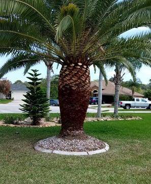 Palm Tree Trimming